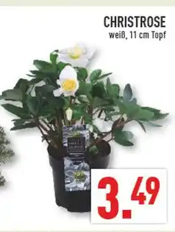 Marktkauf Christrose Angebot
