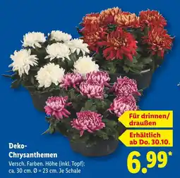 Lidl Deko-chrysanthemen Angebot
