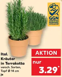 Kaufland Ital. Kräuter in Terrakotta Angebot
