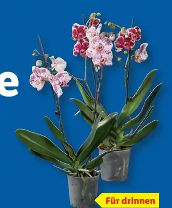 Lidl Schmetterlingsorchidee Angebot