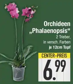 E-Center Orchideen ,,Phalaenopsis Angebot