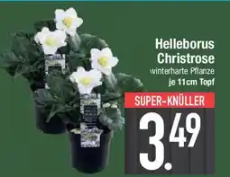 E-Center Helleborus Christrose Angebot
