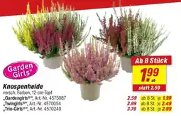 toom Baumarkt Knospenheide Angebot