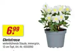 toom Baumarkt Christrose Angebot