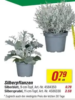 toom Baumarkt Silberpflanzen Angebot