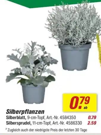 toom Baumarkt Silberpflanzen Angebot