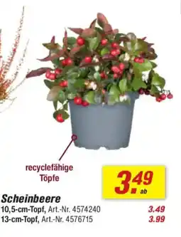 toom Baumarkt Scheinbeere Angebot