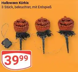 Globus Halloween Kürbis Angebot