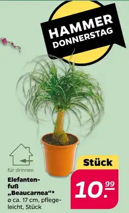NETTO Elefantenfuß „beaucarnea“ Angebot