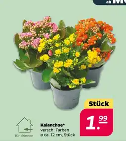NETTO Kalanchoe Angebot