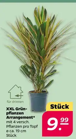 NETTO Xxl grünpflanzen arrangement Angebot