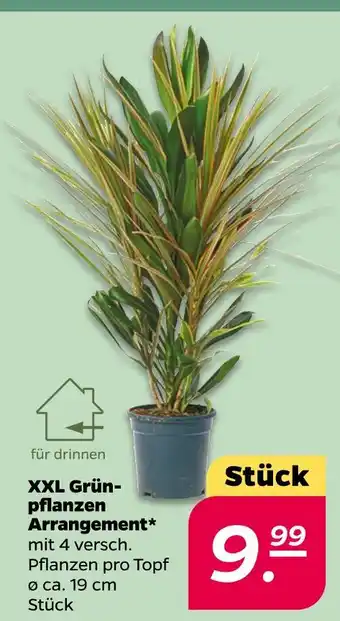 NETTO Xxl grünpflanzen arrangement Angebot