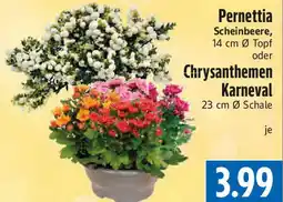 EDEKA Hahner Pernettia Scheinbeere oder Chrysanthemen Karneval Angebot