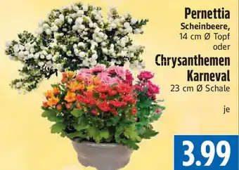EDEKA Hahner Pernettia Scheinbeere oder Chrysanthemen Karneval Angebot