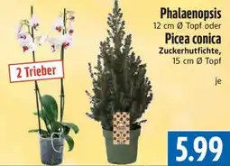 EDEKA Hahner Phalaenopsis oder Picea conica Zuckerhutfichte Angebot