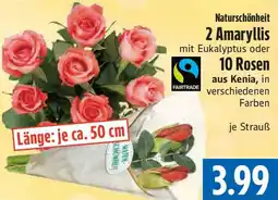 EDEKA Hahner Naturschönheit 2 Amaryllis oder 10 Rosen Angebot
