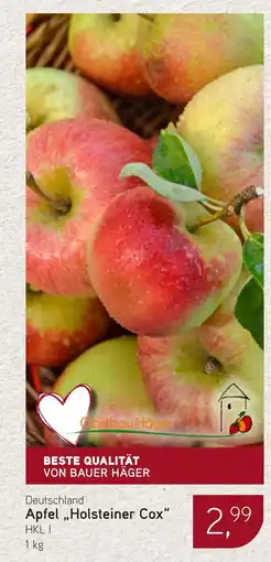 Dornseifer Apfel ,,Holsteiner Cox" Angebot