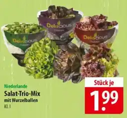 Famila Nord Ost Niederlande Salat-Trio-Mix mit Wurzelballen Angebot
