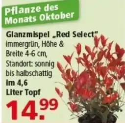 Multi Markt Glanzmispel „Red Select" Angebot