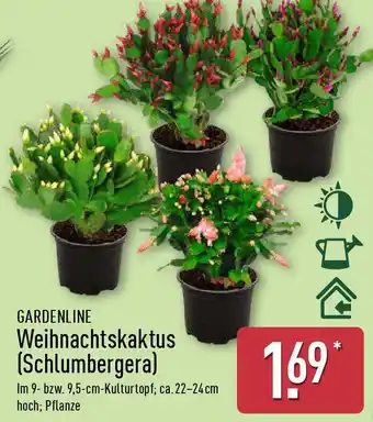 Aldi Nord GARDENLINE Weihnachtskaktus (Schlumbergera) Angebot