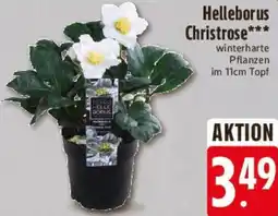 Edeka Helleborus Christrose Angebot