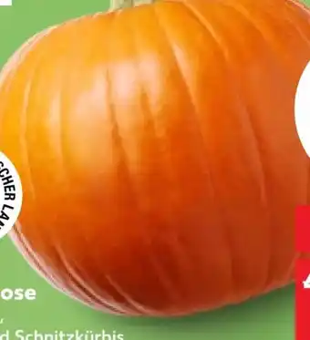 Kaufland Kürbis Angebot