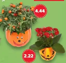 Kaufland Halloween Pflanzen Angebot