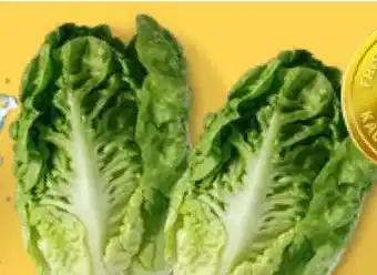 Kaufland Mini-Romanasalat Angebot