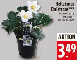 E-Center Helleborus Christrose Angebot