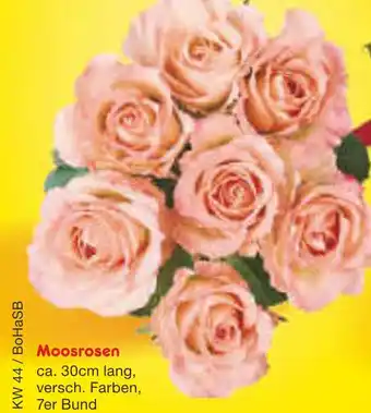 Netto Marken-Discount Moosrosen Angebot