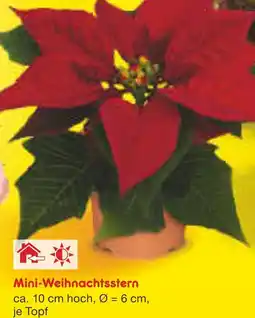 Netto Marken-Discount Mini-weihnachtsstern Angebot