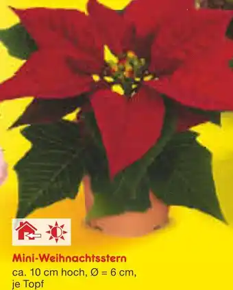 Netto Marken-Discount Mini-weihnachtsstern Angebot