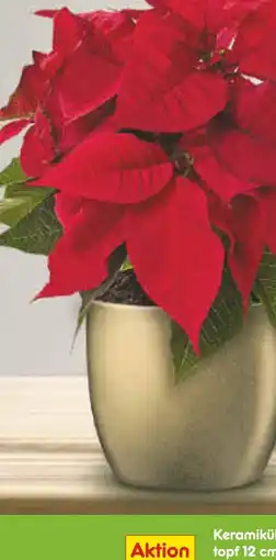 Netto Marken-Discount Weihnachtsstern Angebot