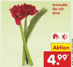 Netto Marken-Discount Amaryllis 2er mit grün Angebot