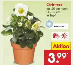 Netto Marken-Discount Christrose Angebot