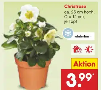 Netto Marken-Discount Christrose Angebot