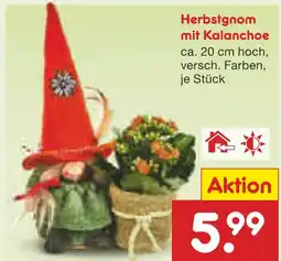 Netto Marken-Discount Herbstgnom mit kalanchoe Angebot
