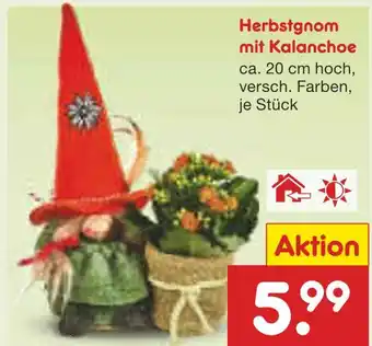 Netto Marken-Discount Herbstgnom mit kalanchoe Angebot