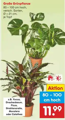 Netto Marken-Discount Große grünpflanze Angebot