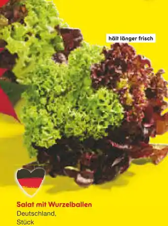 Netto Marken-Discount Salat mit wurzelballen Angebot
