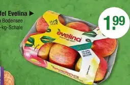 V Markt Evelina äpfel evelina Angebot