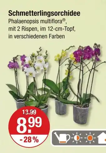 V Markt Schmetterlingsorchidee Angebot