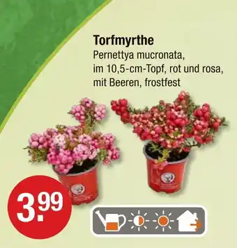 V Markt Torfmyrthe Angebot