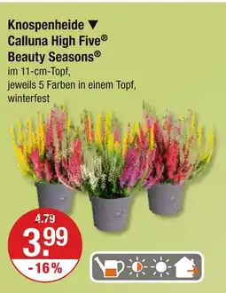 V Markt Knospenheide calluna high five beauty seasons Angebot