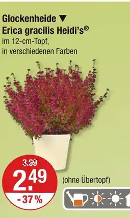 V Markt Glockenheide erica gracilis heidi’s Angebot