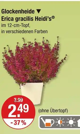 V Markt Glockenheide erica gracilis heidi’s Angebot