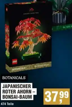 Handelshof Botanicals japanischer roter ahorn bonsai-baum Angebot
