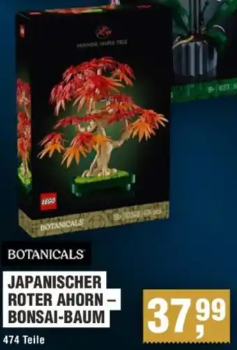 Handelshof Botanicals japanischer roter ahorn bonsai-baum Angebot