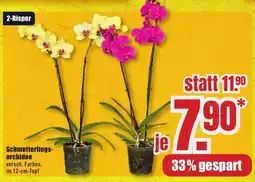 B1 Discount Baumarkt Schmetterlingsorchidee Angebot