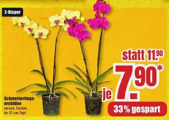 B1 Discount Baumarkt Schmetterlingsorchidee Angebot